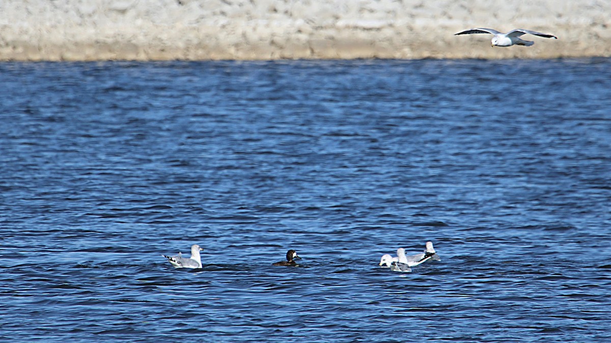 Ring-billed Gull - ML283666201