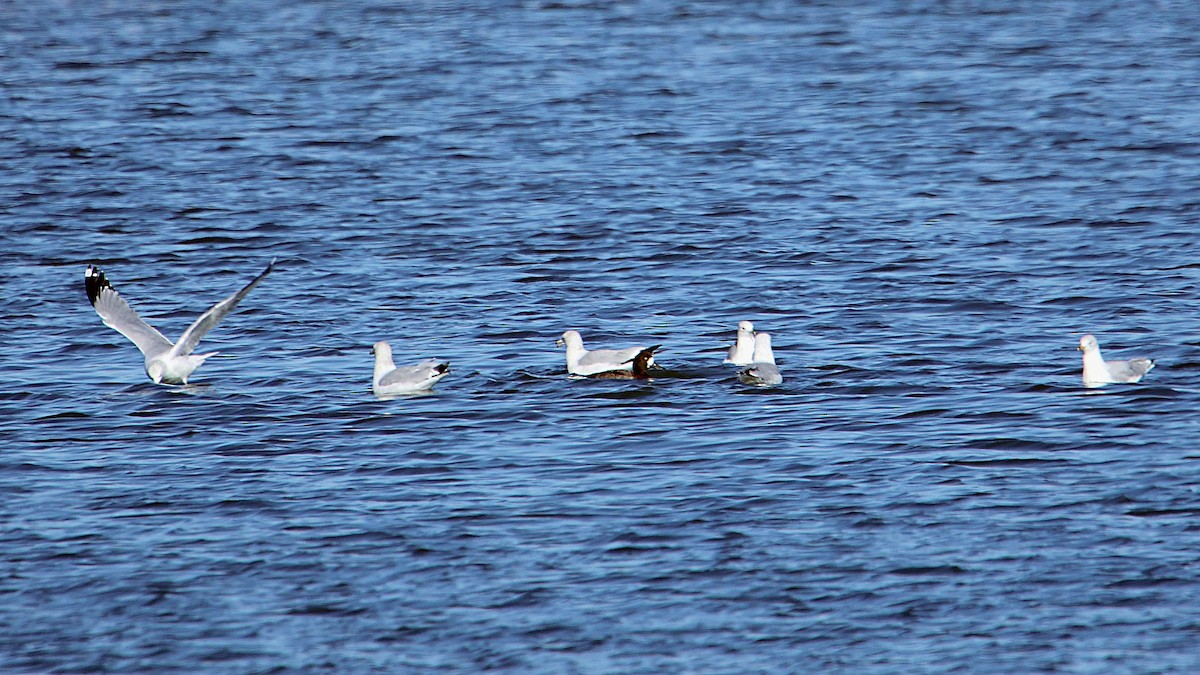 Ring-billed Gull - ML283666211