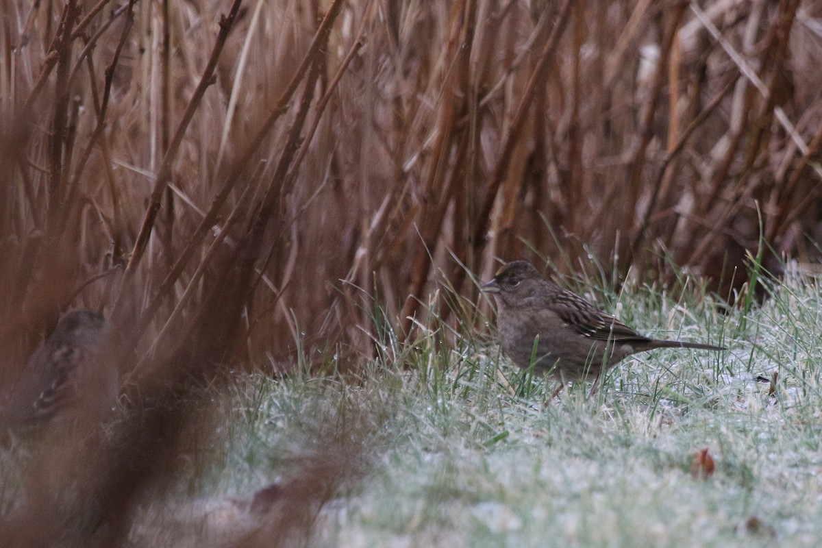 Golden-crowned Sparrow - ML283666361