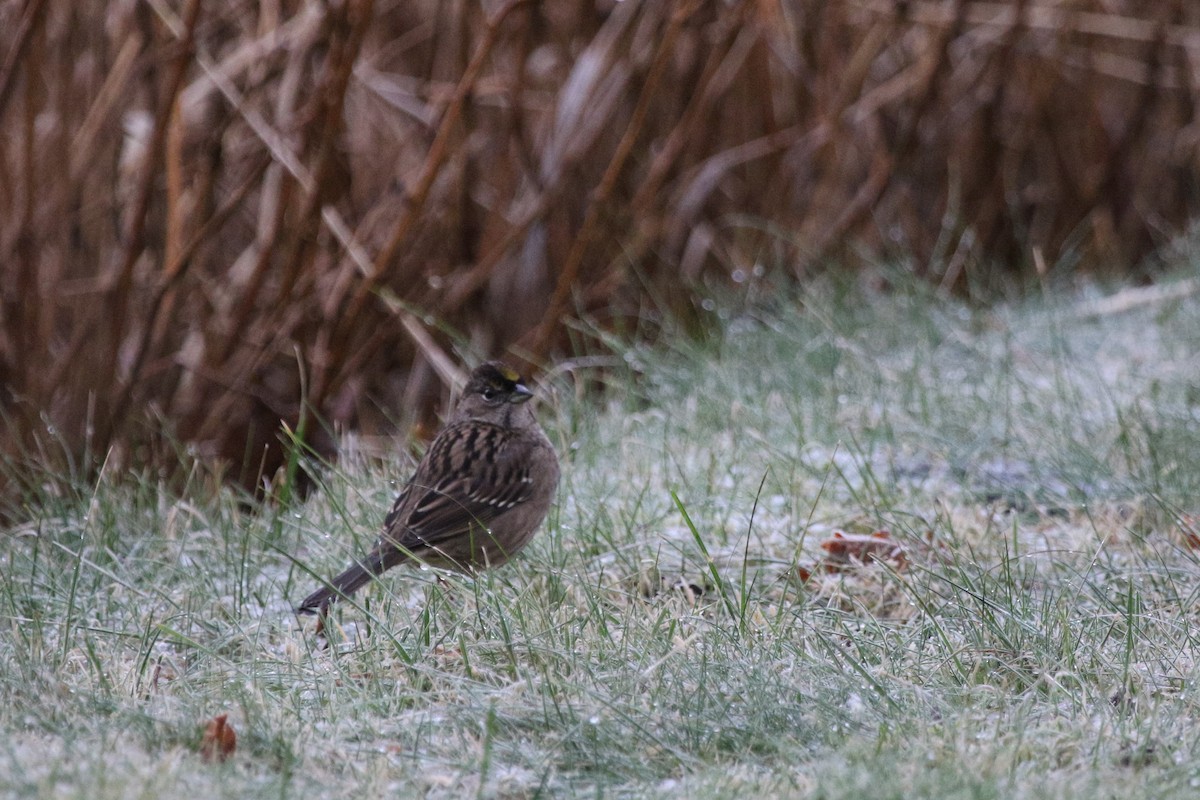 Golden-crowned Sparrow - ML283666381