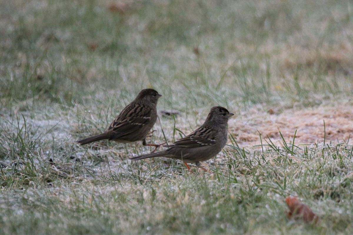 Golden-crowned Sparrow - ML283666431