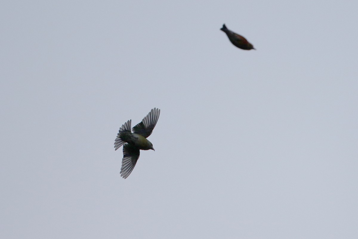 Red Crossbill (Northeastern or type 12) - ML283666531