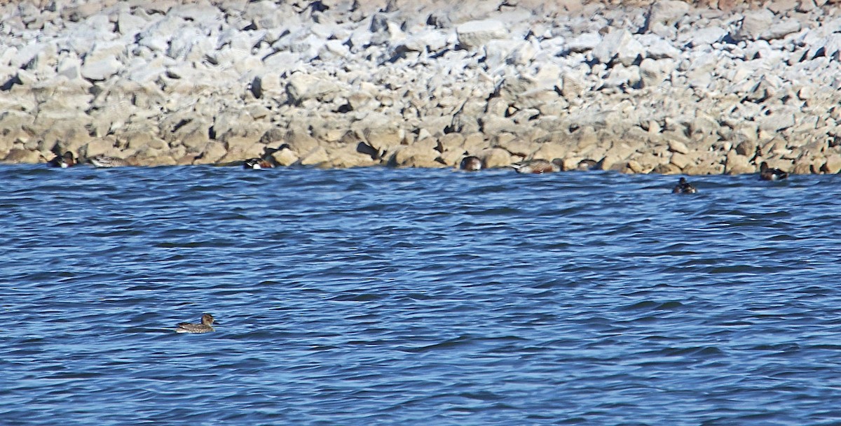 Northern Shoveler - Anonymous