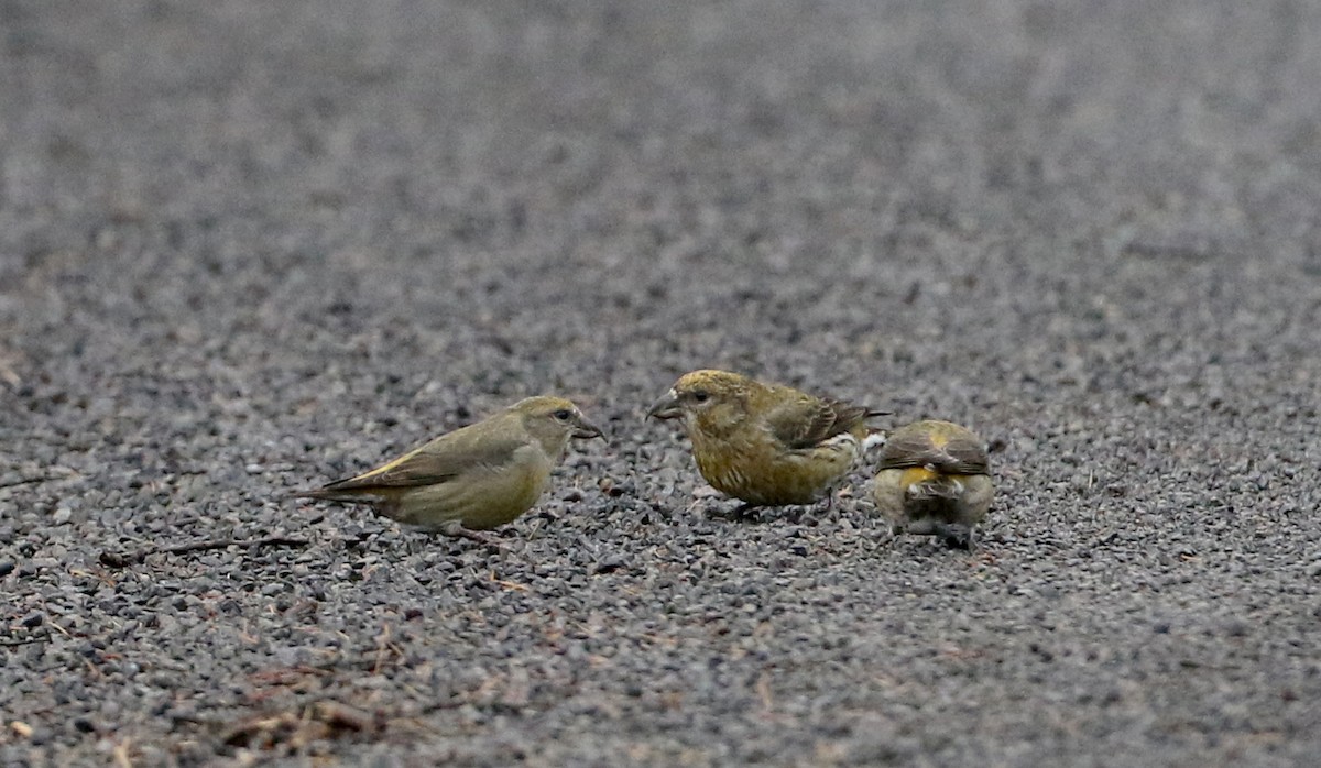 Red Crossbill (Northeastern or type 12) - ML283666631