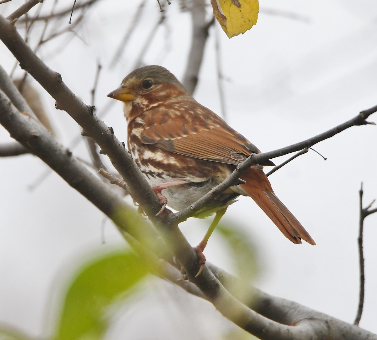 Fox Sparrow (Red) - ML283667701