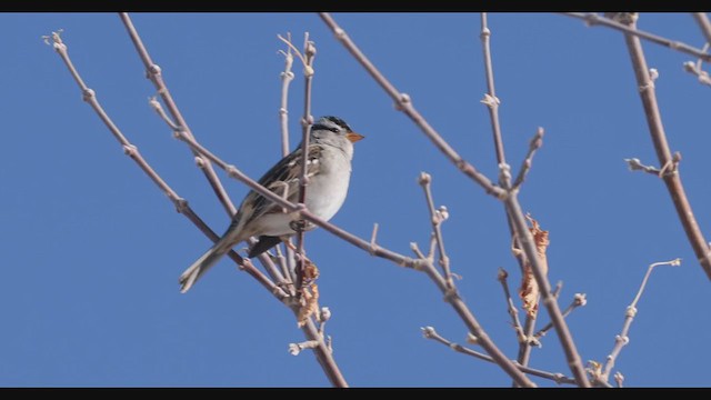 White-crowned Sparrow (Gambel's) - ML283669941