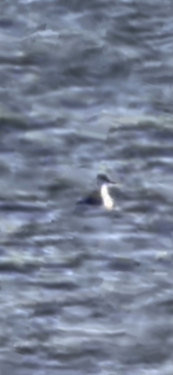 Western Grebe - ML283670531