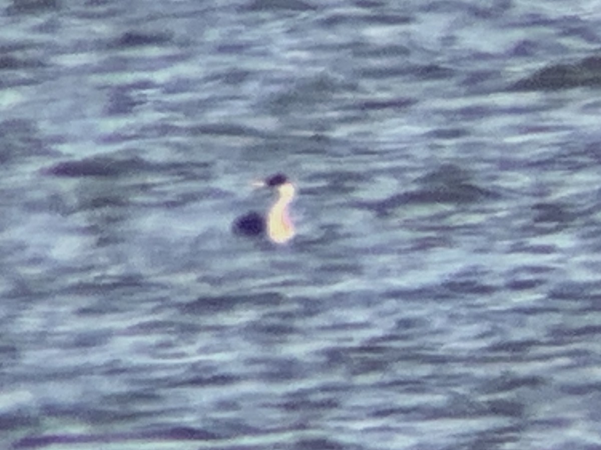 Western Grebe - ML283670571