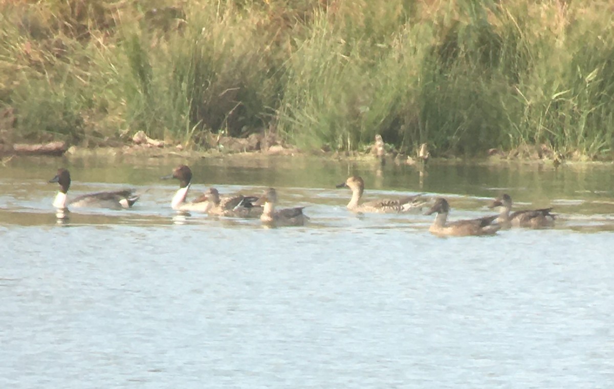 Northern Pintail - ML283671471