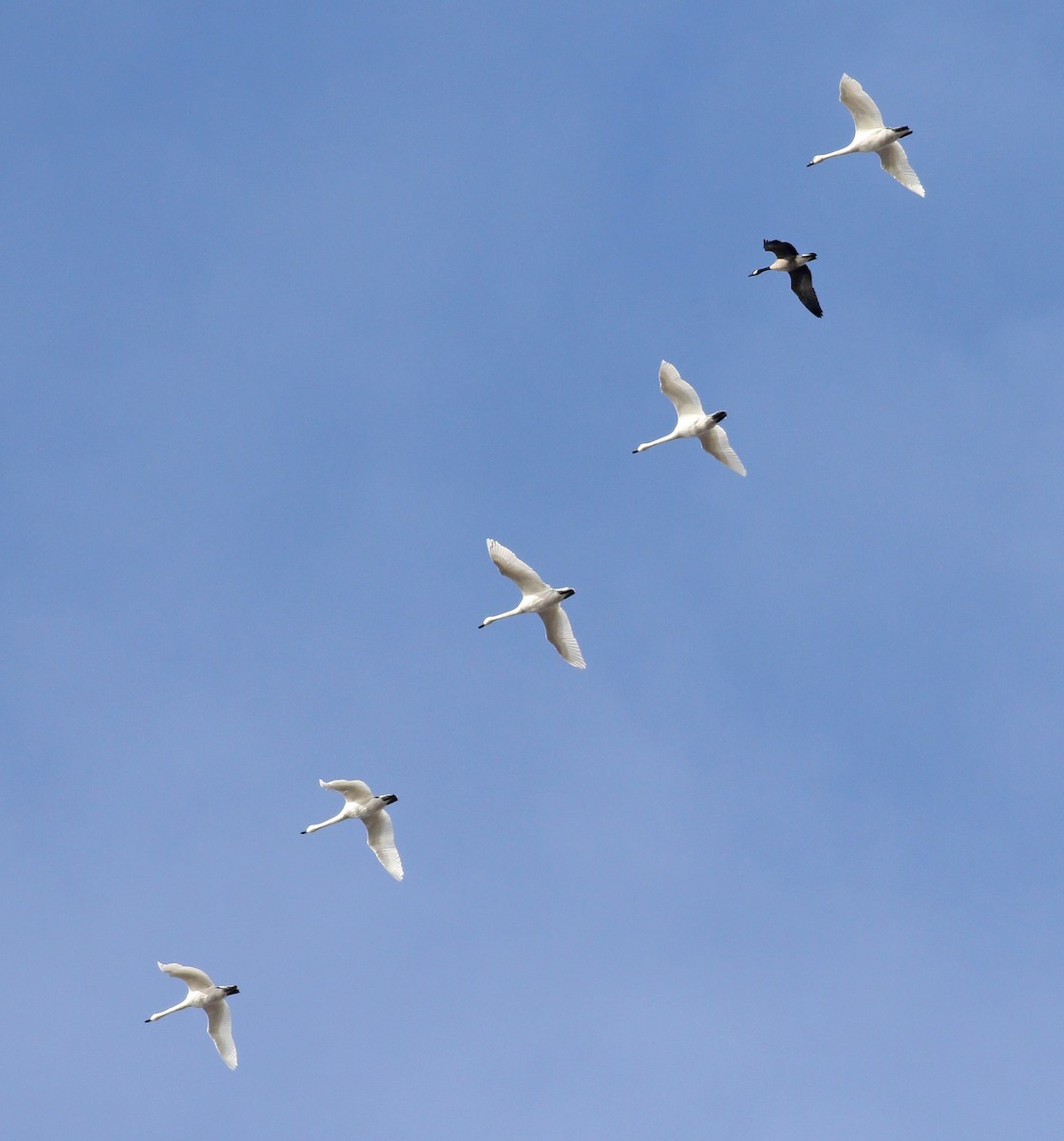 Tundra Swan (Whistling) - ML283673421