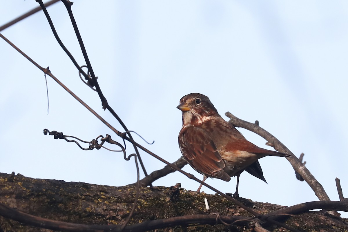 Fox Sparrow - ML283674311