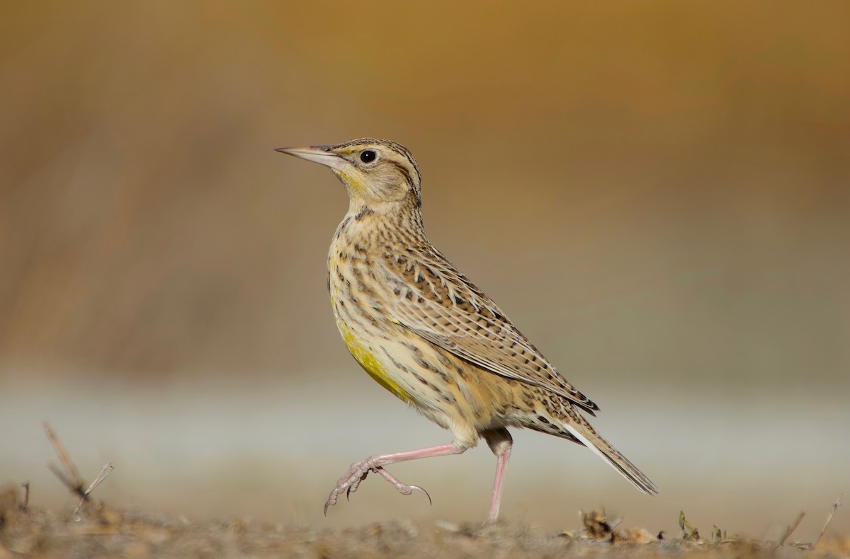 Western Meadowlark - Carter Gasiorowski