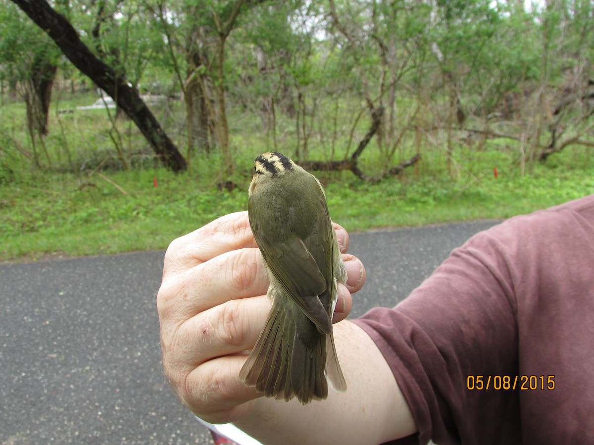 Worm-eating Warbler - Tom  Brown