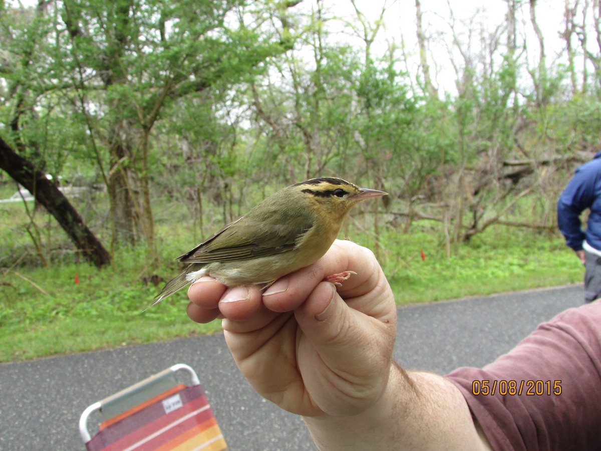 Worm-eating Warbler - Tom  Brown