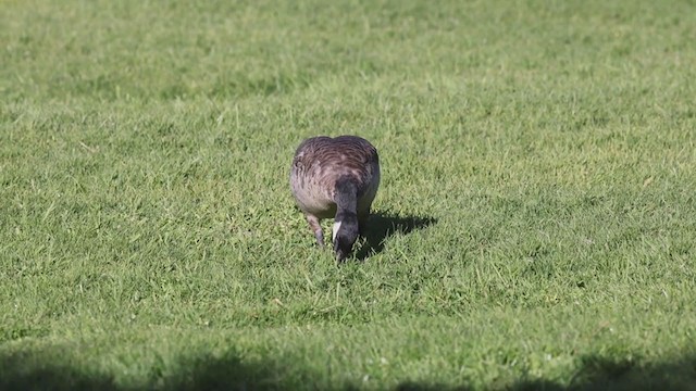 Zwergkanadagans (leucopareia) - ML283679101