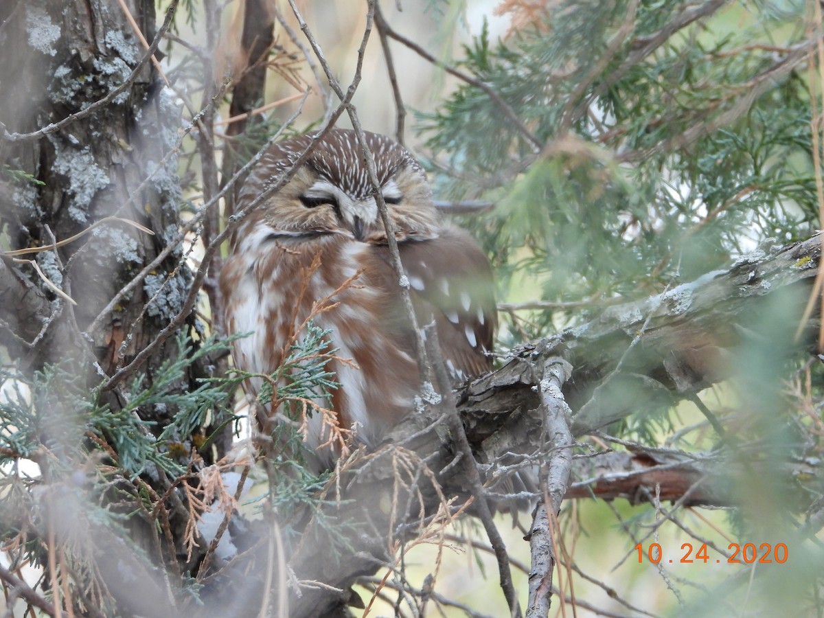 Northern Saw-whet Owl - ML283679881