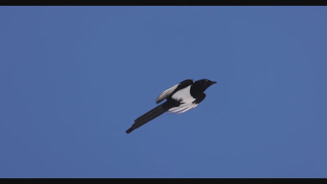 Black-billed Magpie - ML283680151