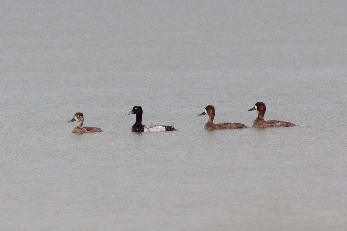 Ring-necked Duck - Francis Canto Jr