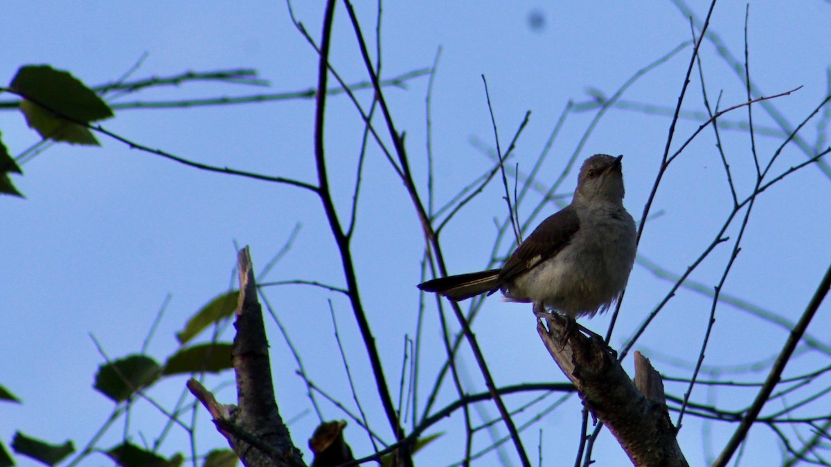 Northern Mockingbird - ML283681241