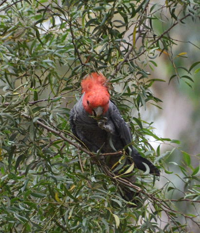 Gang-gang Cockatoo - ML283682091