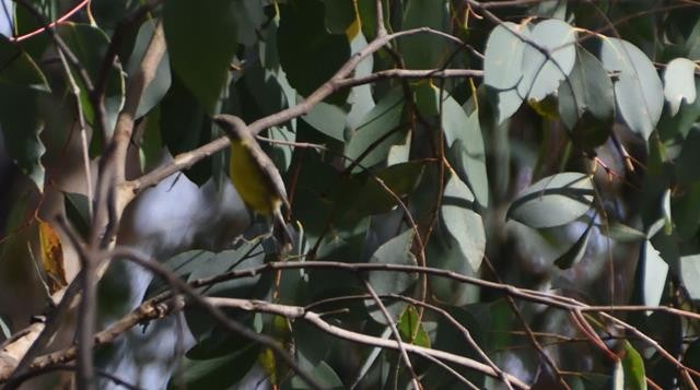 White-throated Gerygone - ML283683141