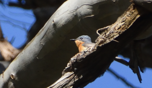 Leaden Flycatcher - ML283683241