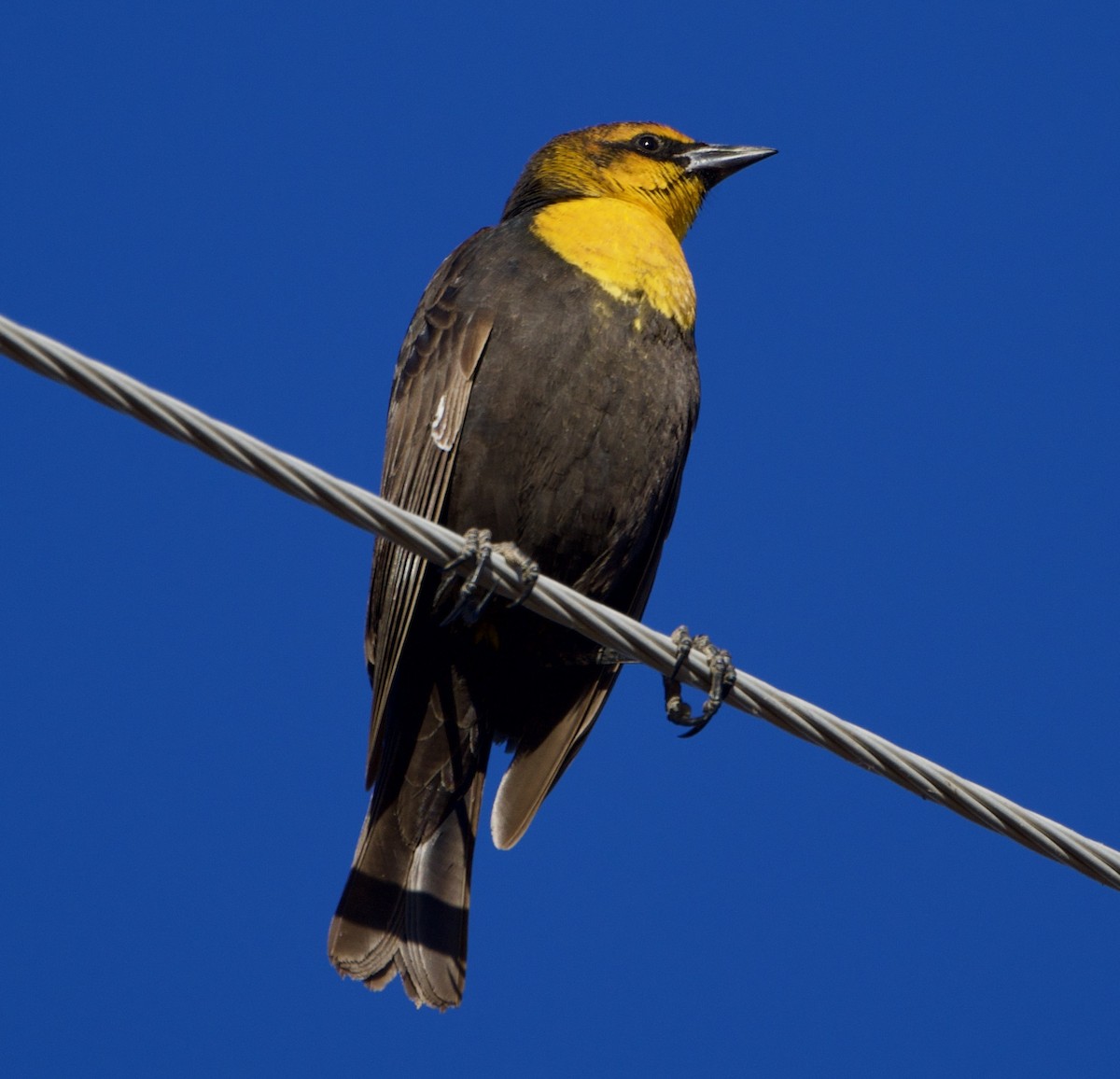 Yellow-headed Blackbird - ML283683661