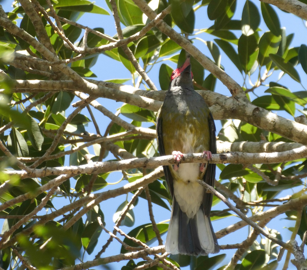 Australasian Figbird - Paul Dobbie