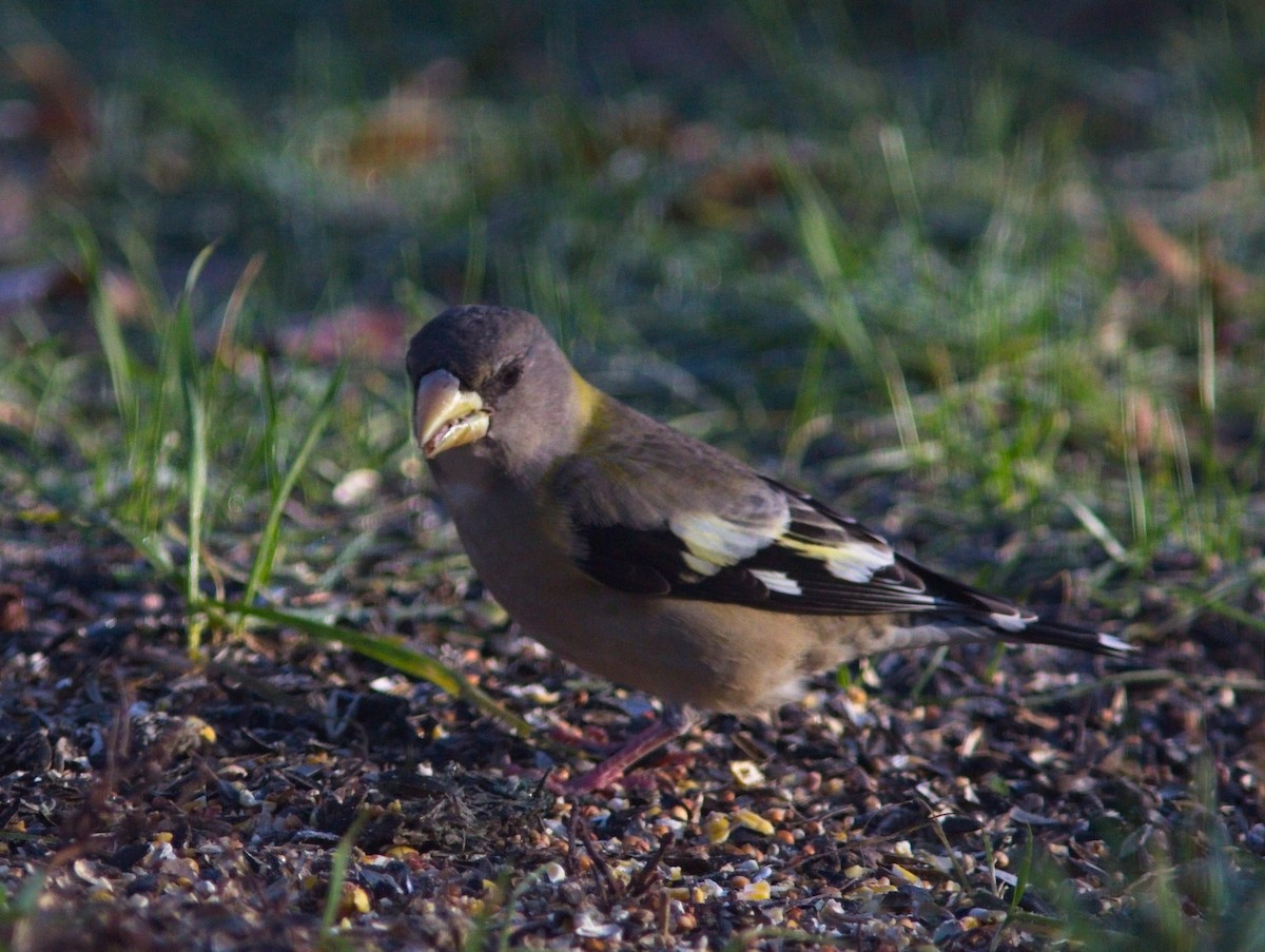 Evening Grosbeak - ML283684211