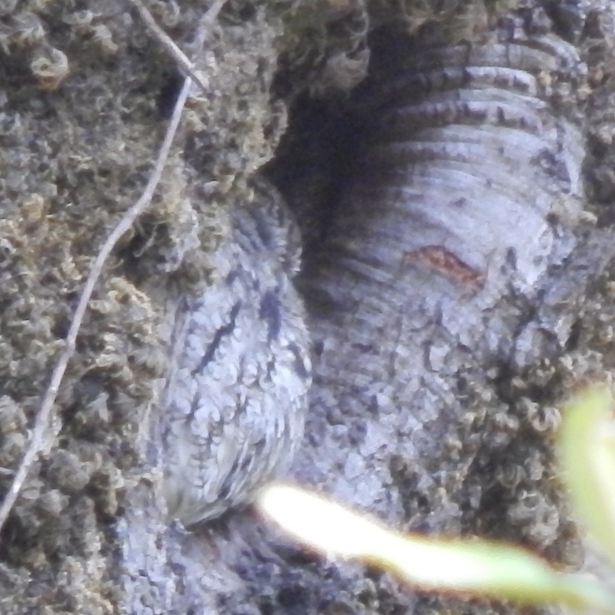 Western Screech-Owl - ML283684611