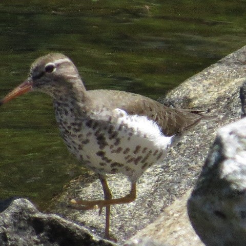 Spotted Sandpiper - valerie heemstra