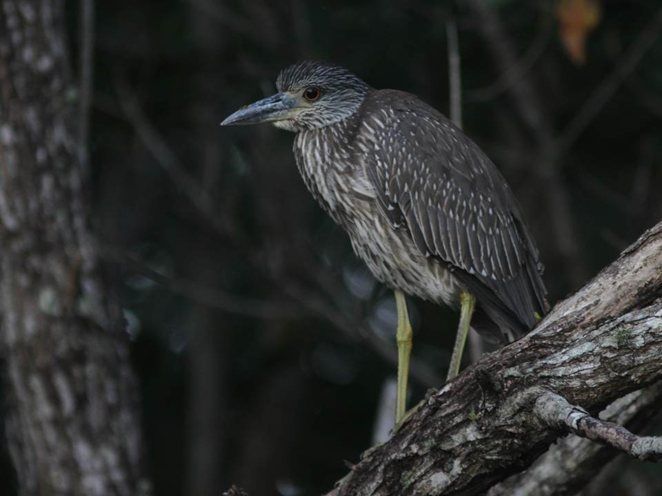 Yellow-crowned Night Heron - Paul Marvin