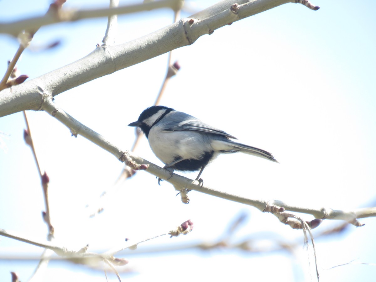 Great Tit - ML283686341