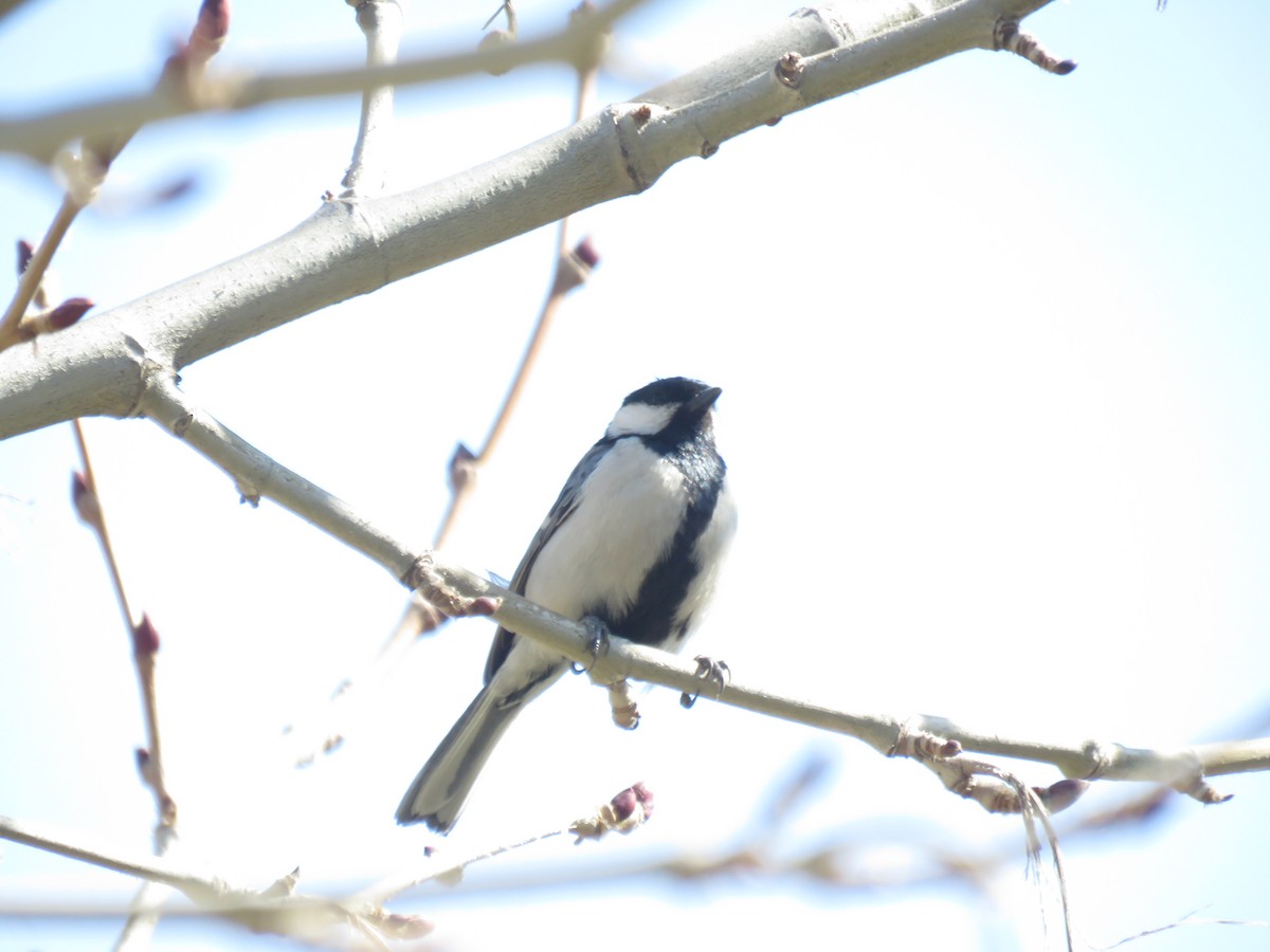 Great Tit - ML283686441