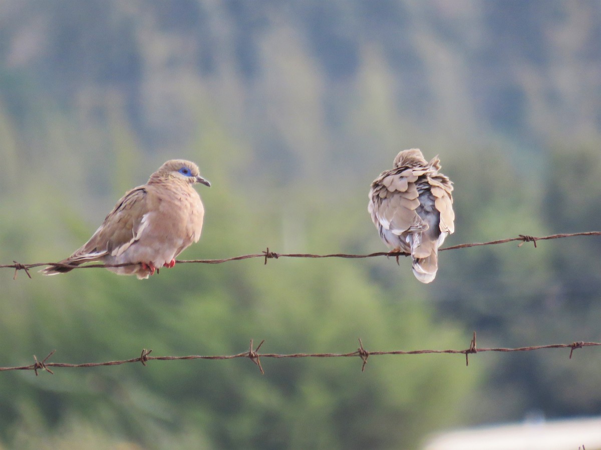West Peruvian Dove - ML28368741