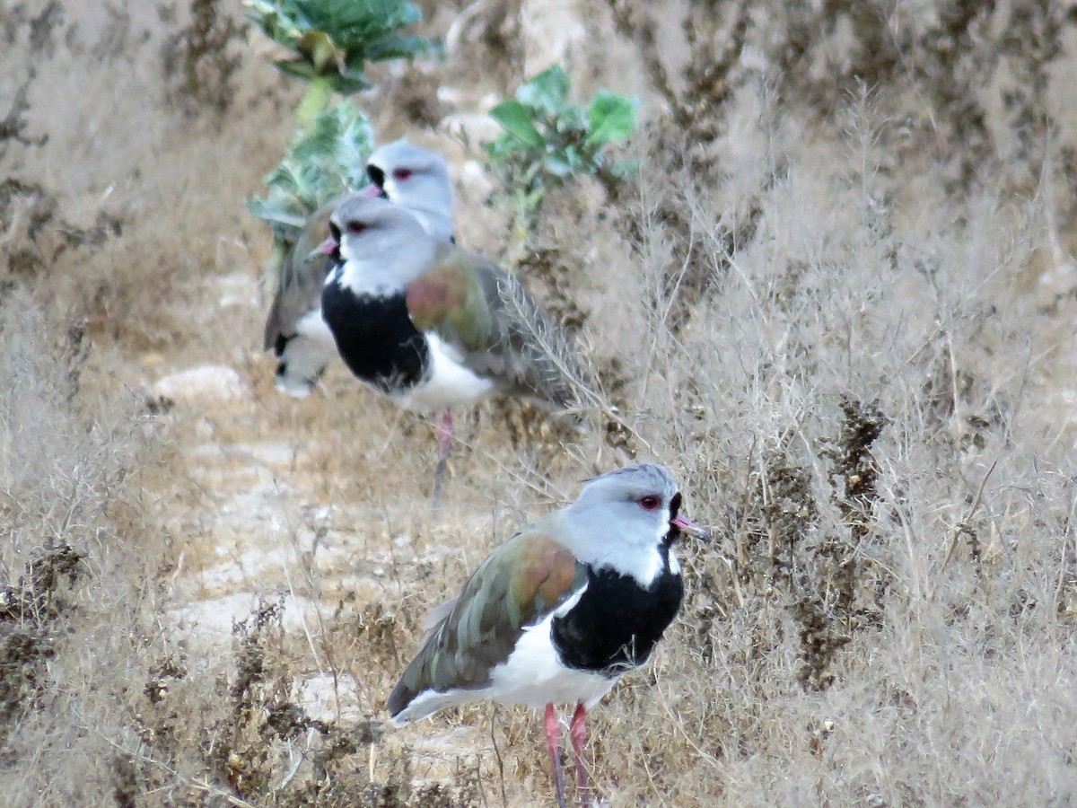 Southern Lapwing - ML28368801