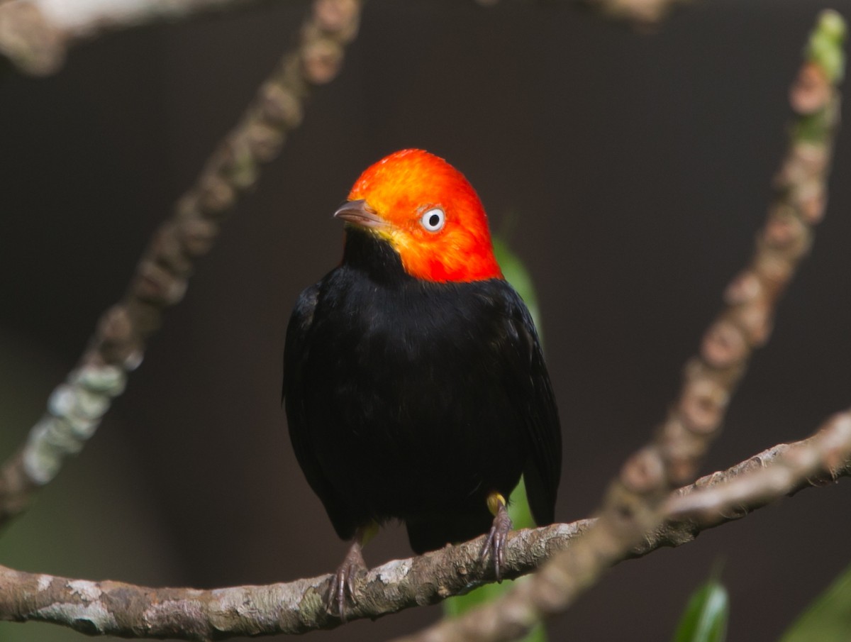 Red-capped Manakin - Isaias Morataya