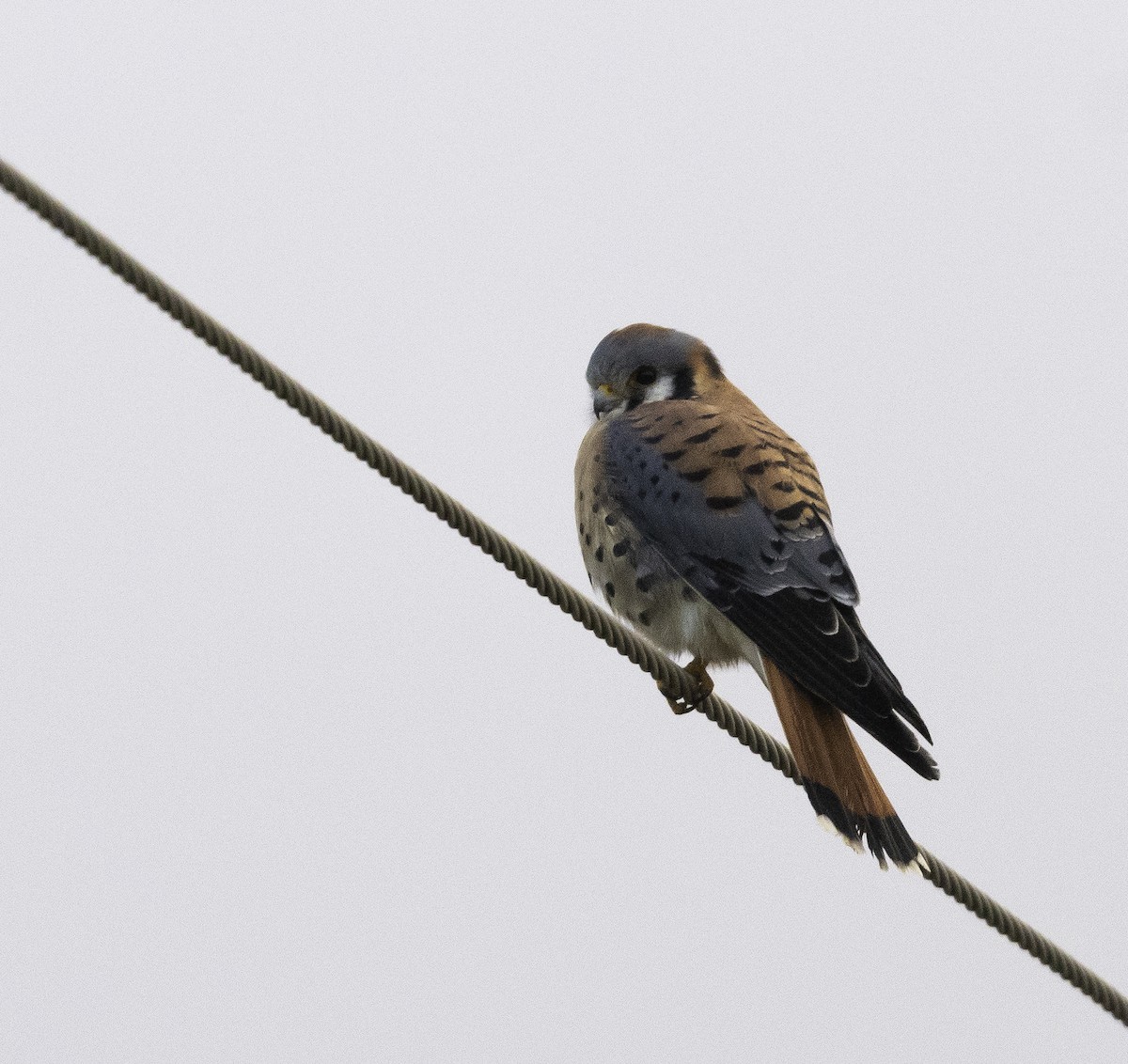 American Kestrel - ML283690201