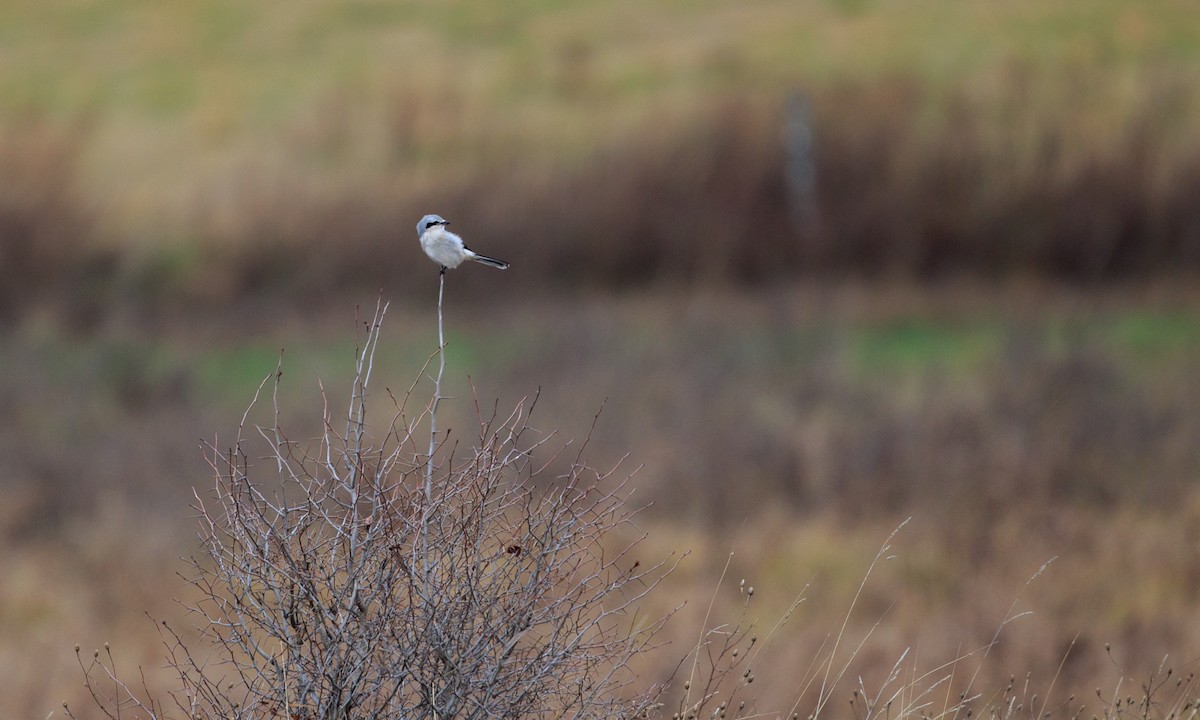 Northern Shrike - ML283691561