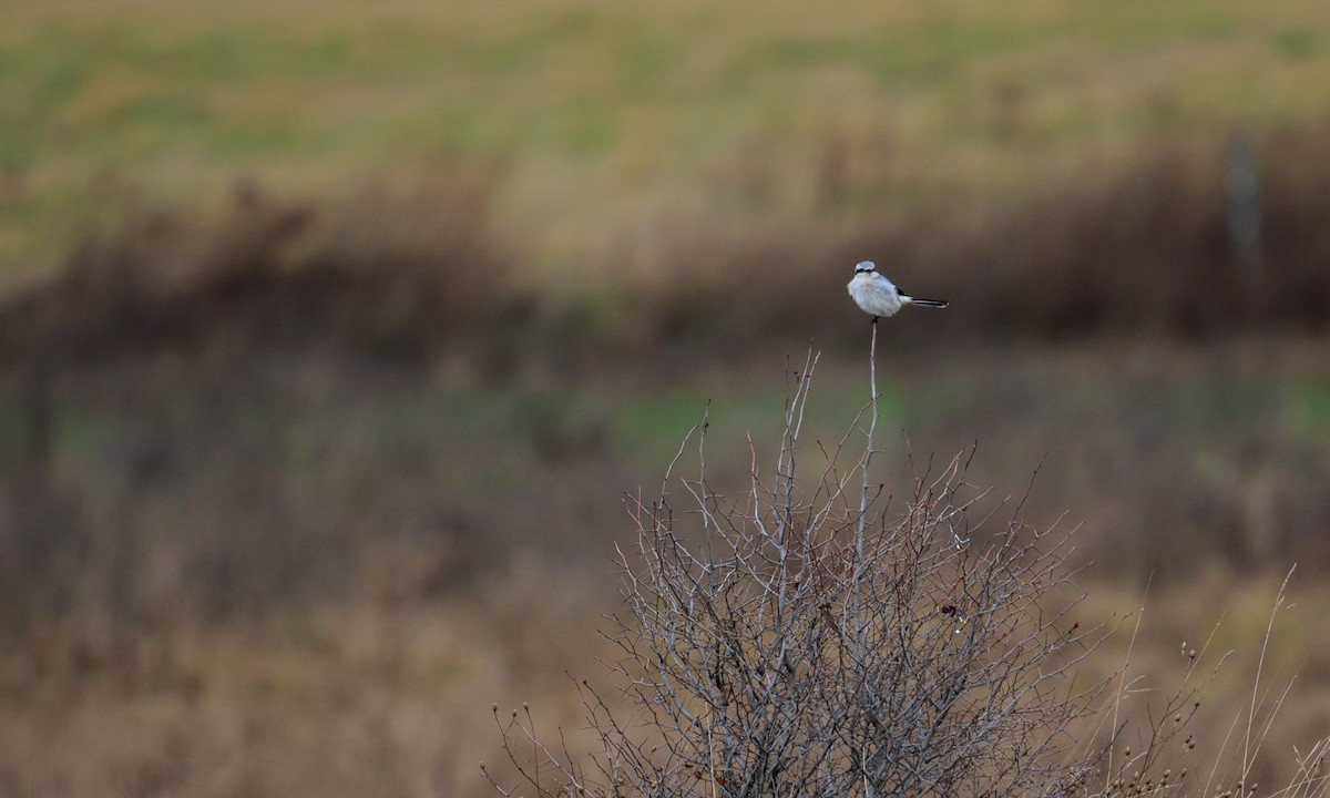 Northern Shrike - ML283691571