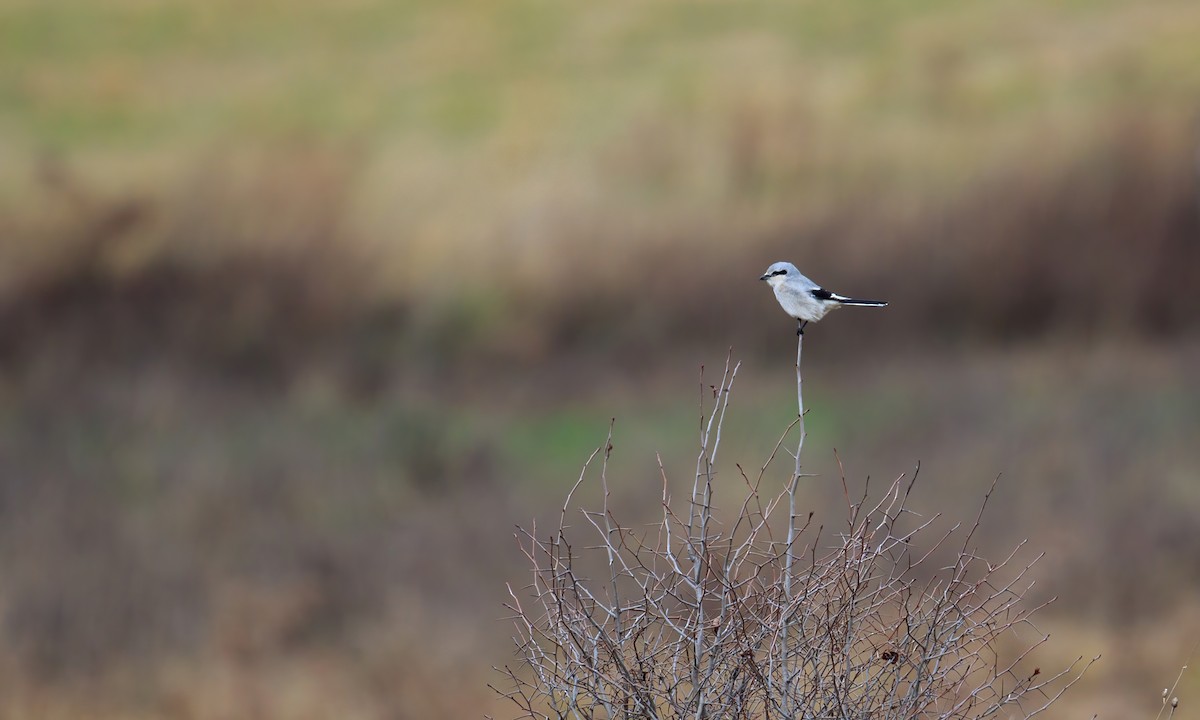 Northern Shrike - ML283691581