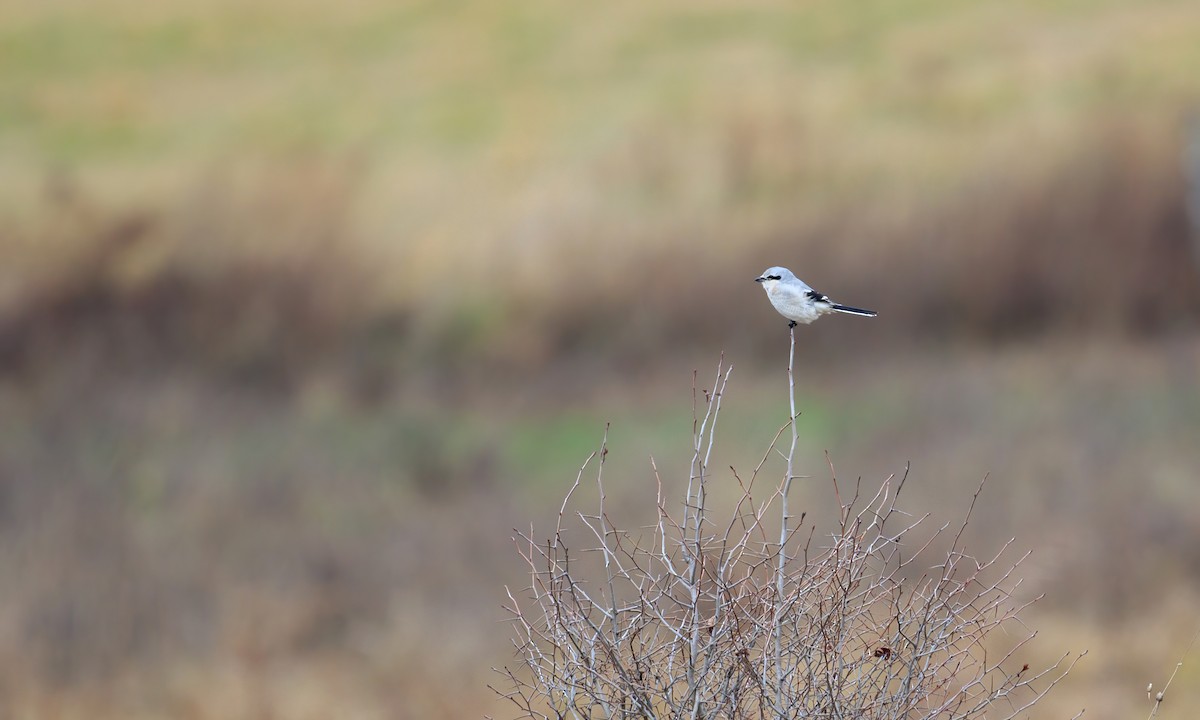 Northern Shrike - ML283691591