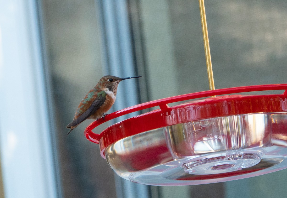 Rufous Hummingbird - ML283692291