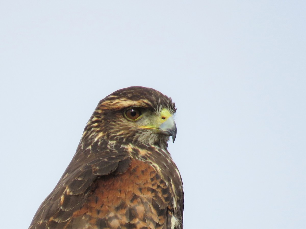 Harris's Hawk - ML28369231