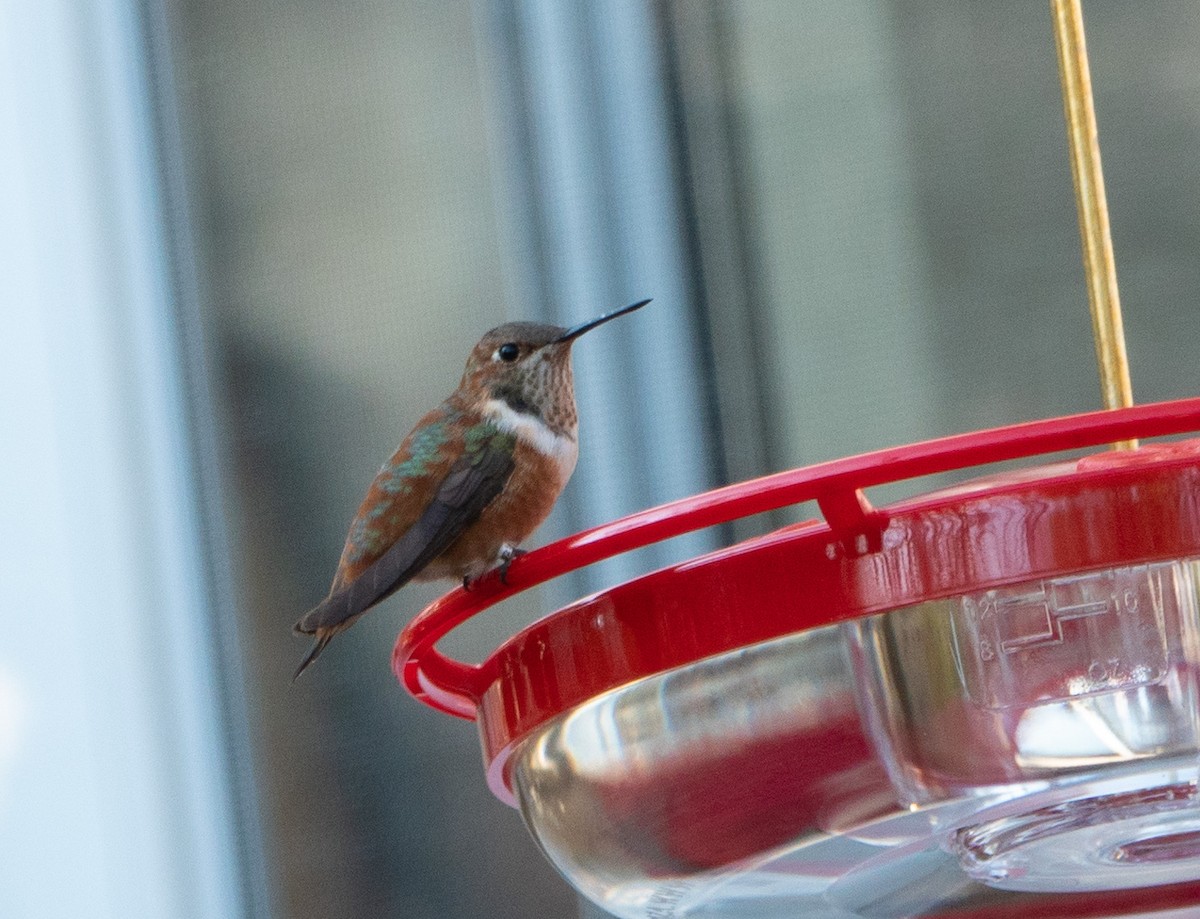 Rufous Hummingbird - Kim Tomko