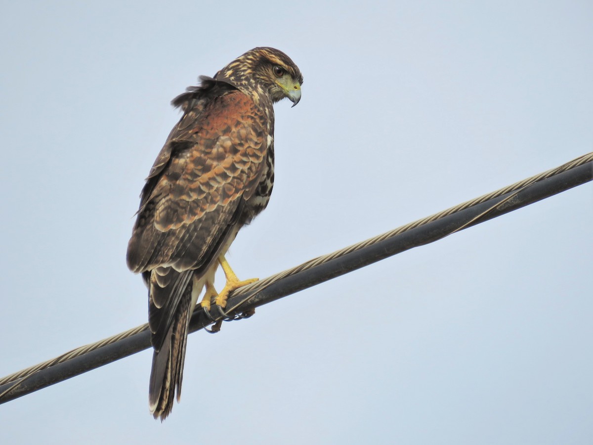 Harris's Hawk - ML28369241
