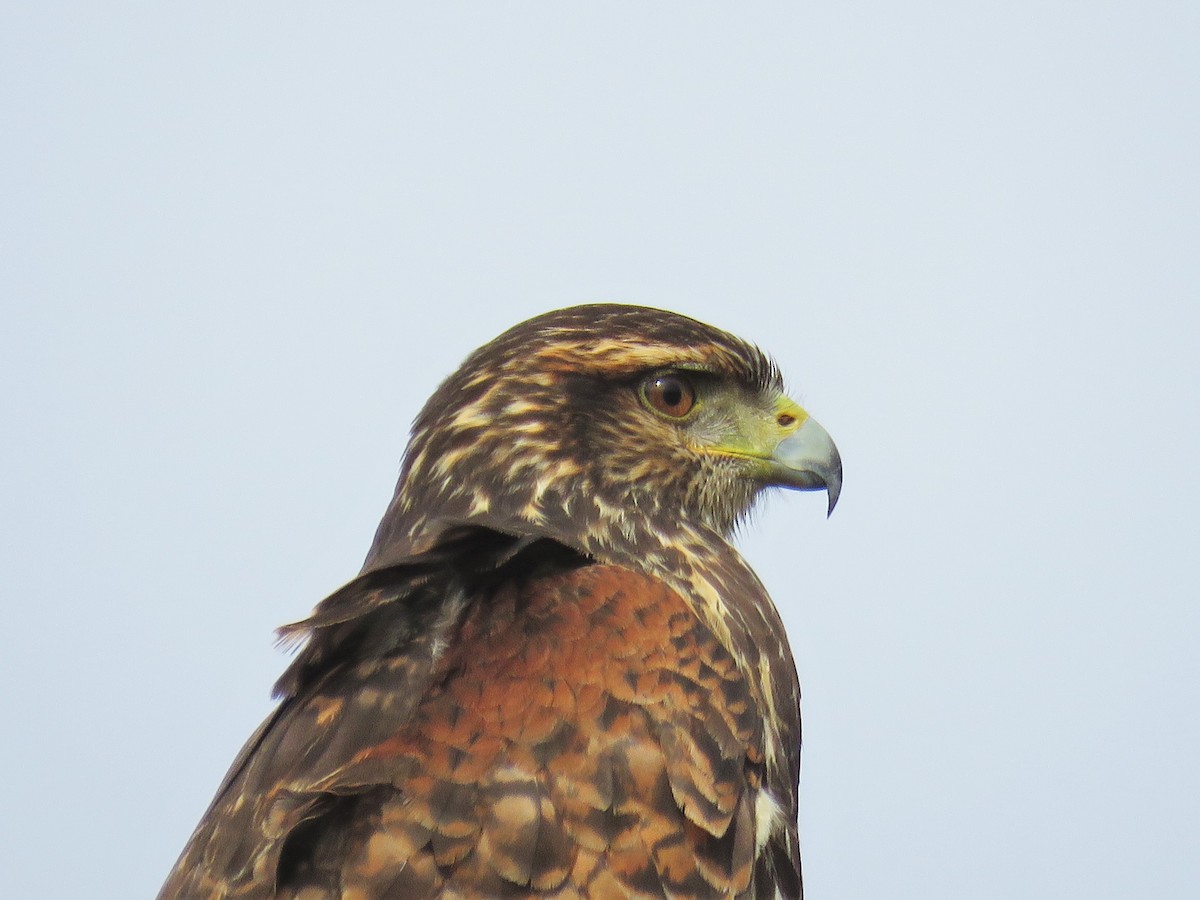 Harris's Hawk - ML28369251