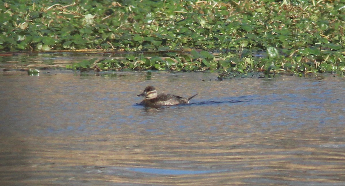 Ruddy Duck - ML283692691