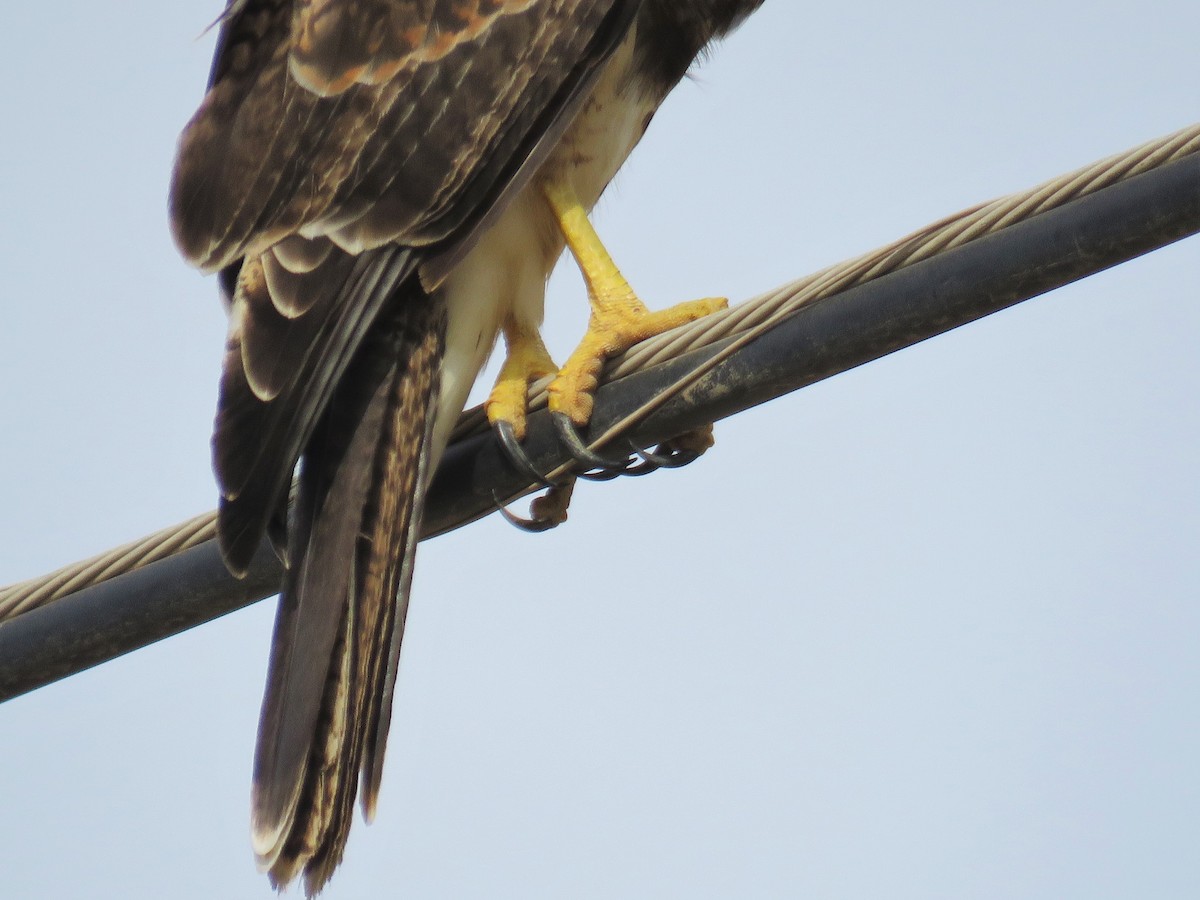 Harris's Hawk - ML28369271