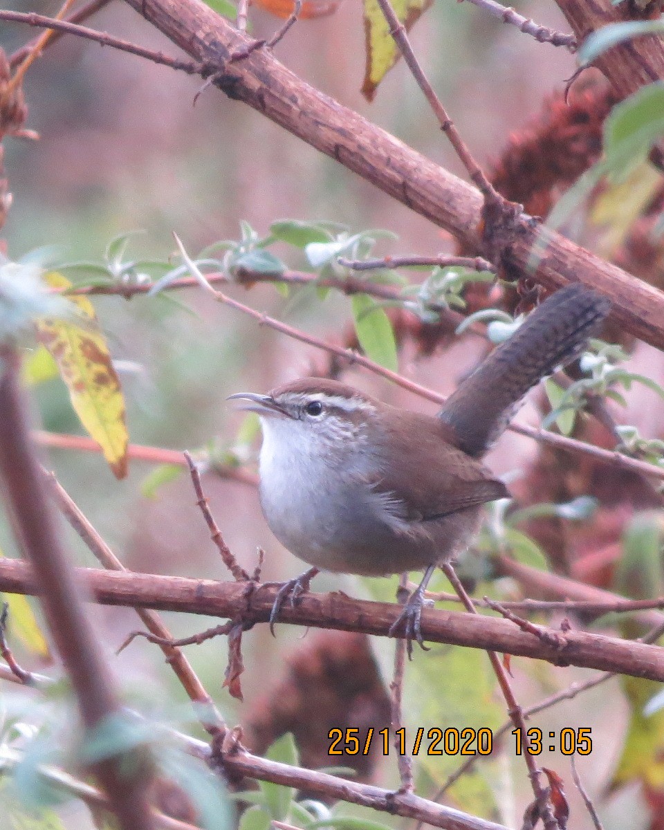 Bewick's Wren - ML283693621